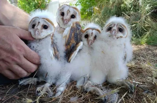 GREFA Majadahonda impulsa la reproducción a gran escala de la fauna amenazada o útil para el ecosistema