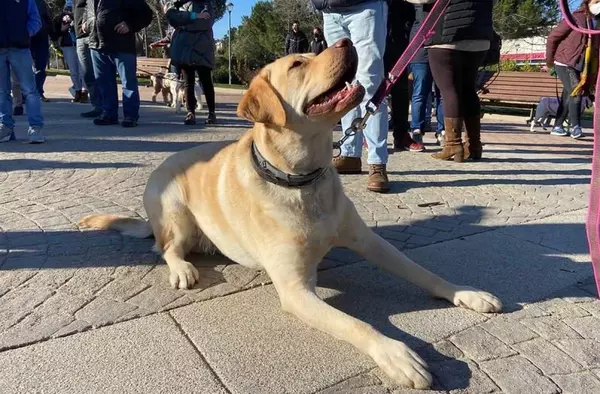 Majadahonda celebra su II Marcha por San Antón con mascotas por el Monte del Pilar