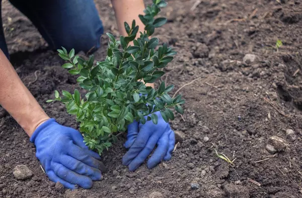 Rechazada la propuesta del PSOE Majadahonda para crear un ciclo de FP de Agrojardinería 