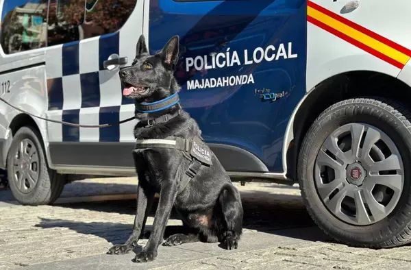 Rayo, el perro-policía antidroga de Majadahonda, interviene en la detención de un delincuente