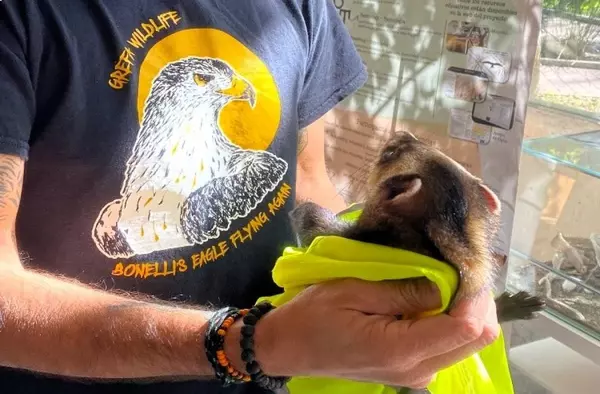 GREFA Majadahonda superó por tercer año consecutivo los 7.000 animales atendidos en su hospital de fauna