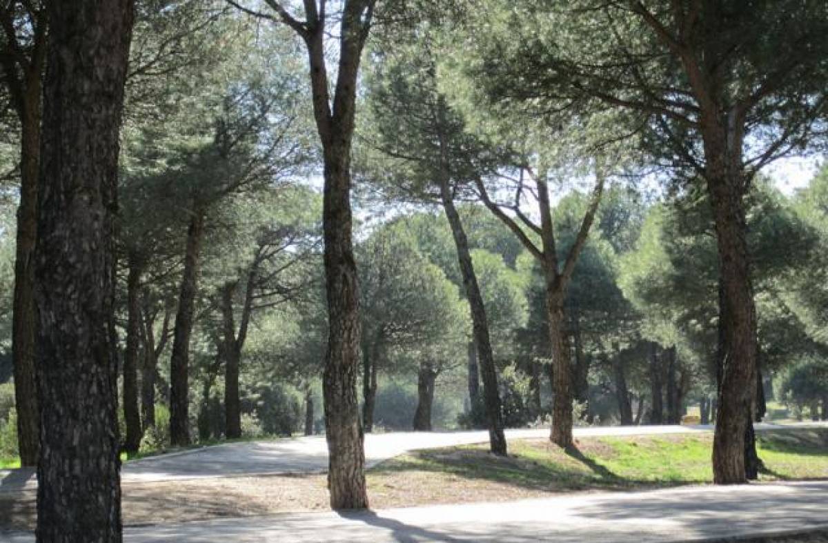 Majadahonda celebra el Día del Medioambiente con un recorrido guiado por el Monte del Pilar para descubrir su fauna y flora 