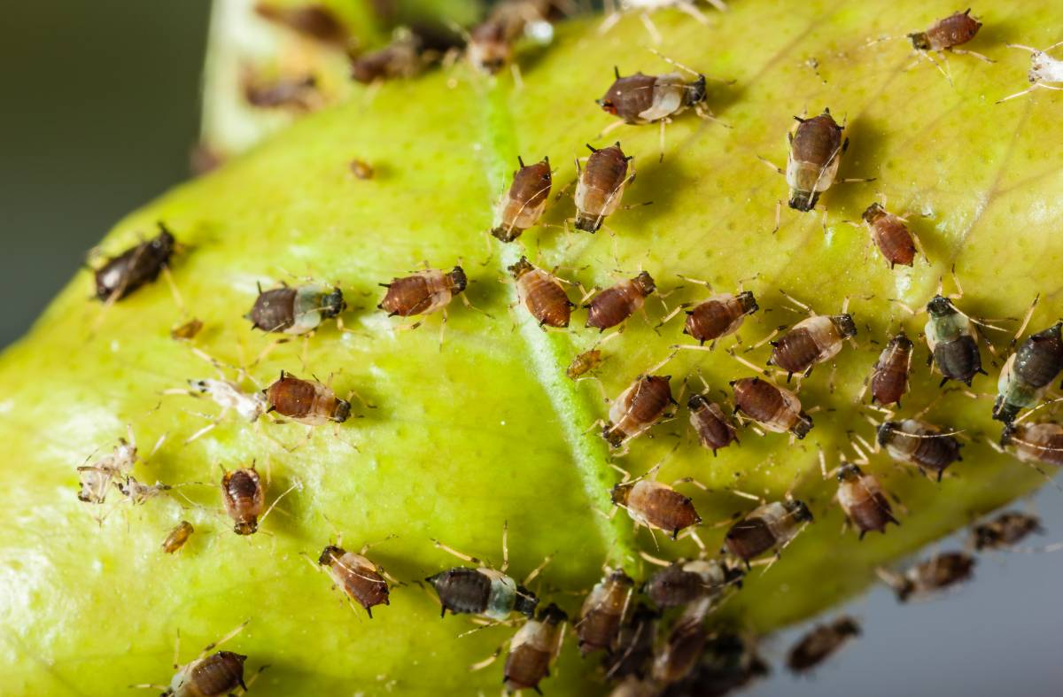 Majadahonda combate la plaga del pulgón con productos ecológicos y suelta de insectos depredadores