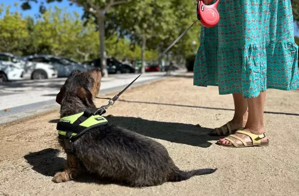 El Ayuntamiento de Majadahonda recuerda a los vecinos que deben pasear a sus perros con correa 