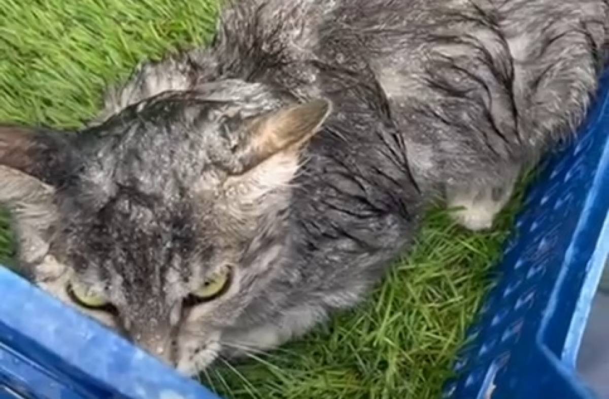 Recogida de firmas ante las condiciones "deplorables" de los animales de la perrera municipal de Majadahonda