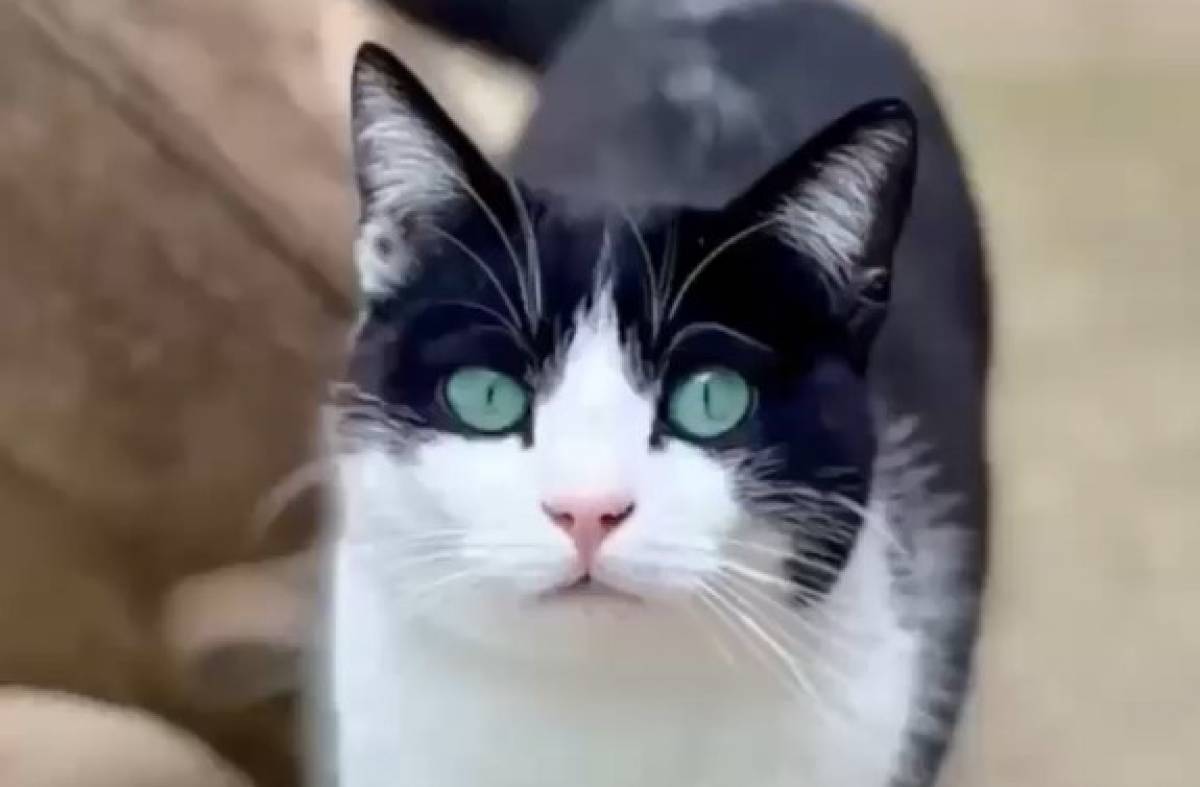 Adopta Majadahonda: la gatita Latte busca una familia