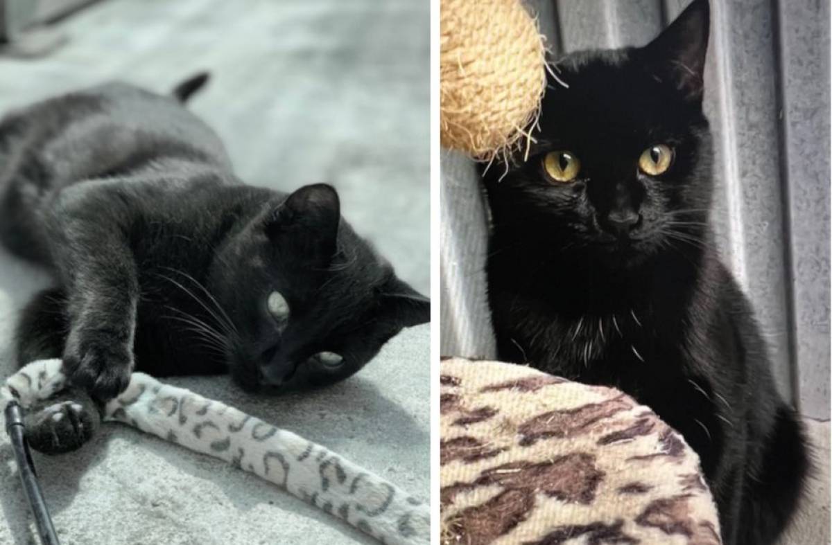 Adopta Majadahonda: la gatita Dona busca un hogar