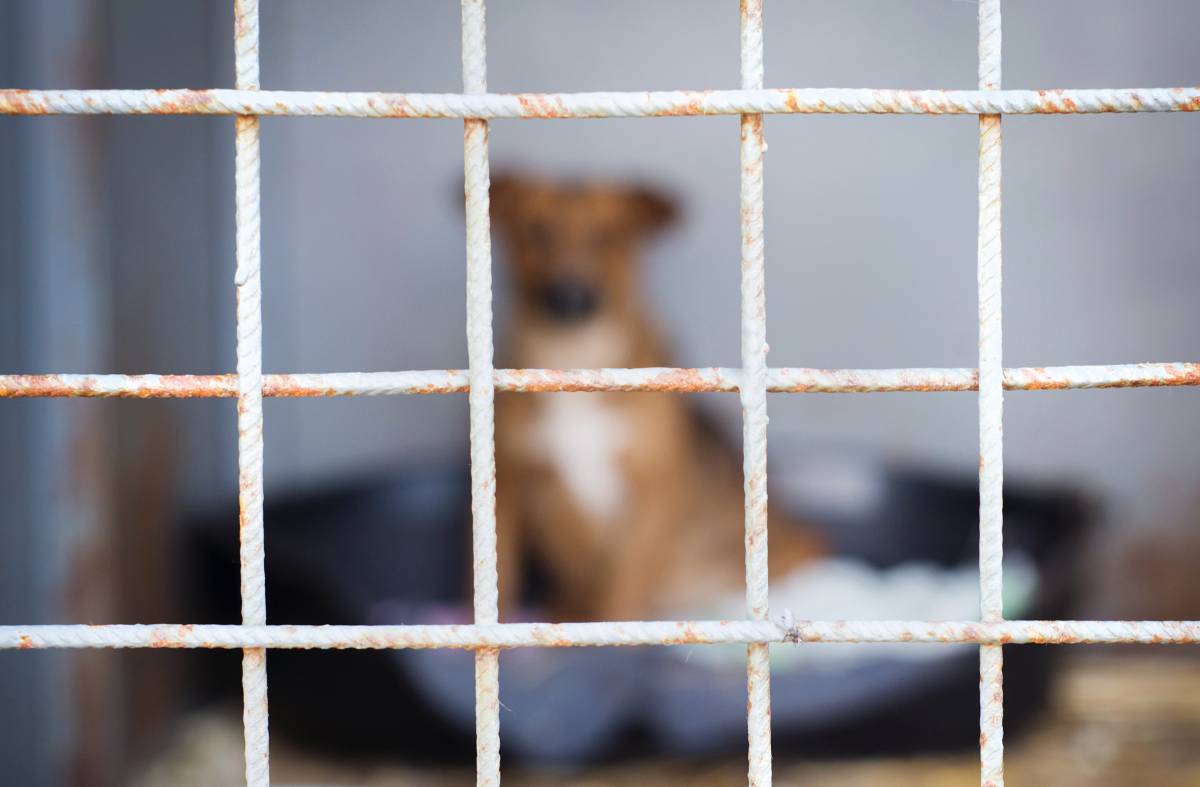 Más Madrid-IU reclama la retirada del protocolo CICAM: "Restringe gravemente la colaboración del voluntariado en perjuicio de los animales"