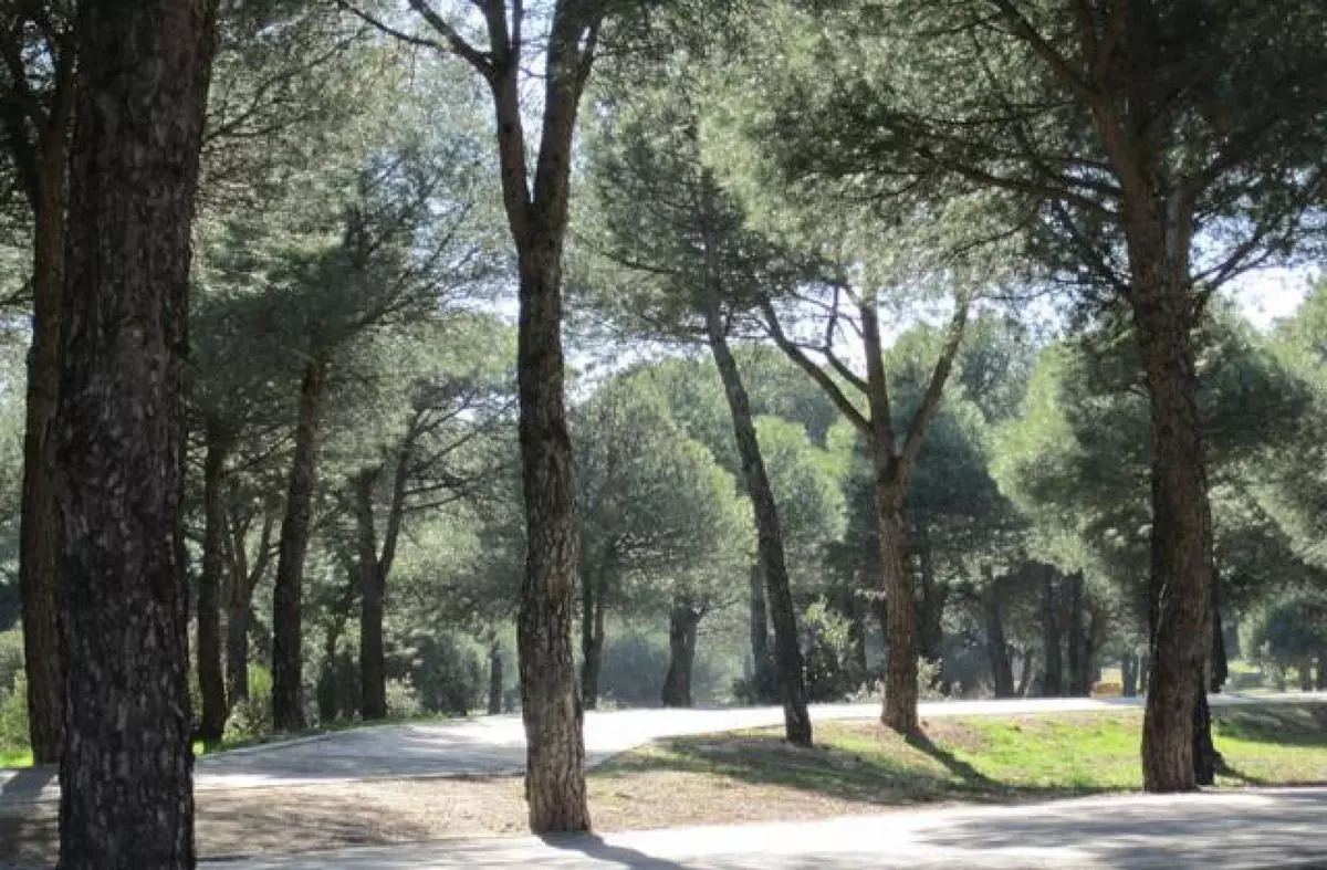 El PSOE de Majadahonda pide que se active y actualice el actual modelo de gestión del Monte del Pilar