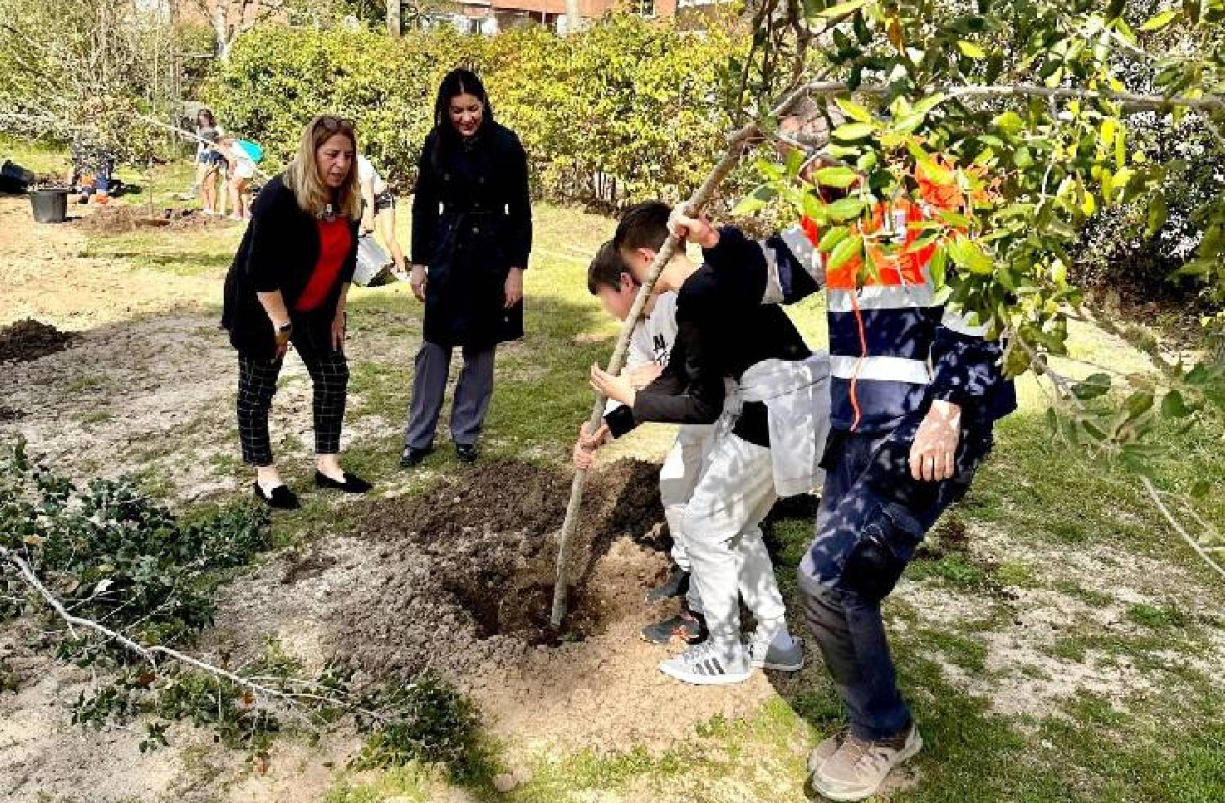 Escolares de Primaria plantan 50 nuevos árboles en los parques de La Sacedilla y Cuesta del Reventón de Majadahonda
