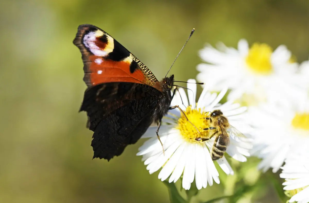Majadahonda implanta 'islas de biodiversidad' para preservar los polinizadores e insectos beneficiosos para el municipio