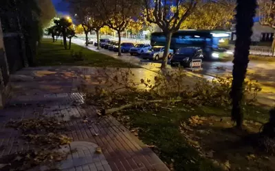 NUNCA PODAN LOS ARBOLES DE LA AVENIDA DE ESPAÑA