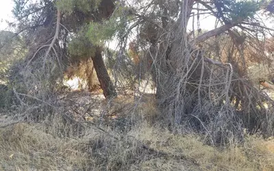 Abandono del Monte del Pilar