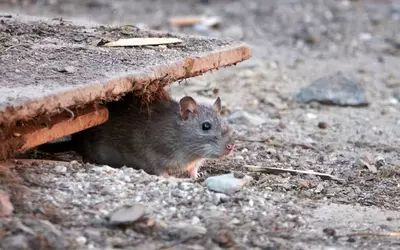 Ratas en la Avenida de España