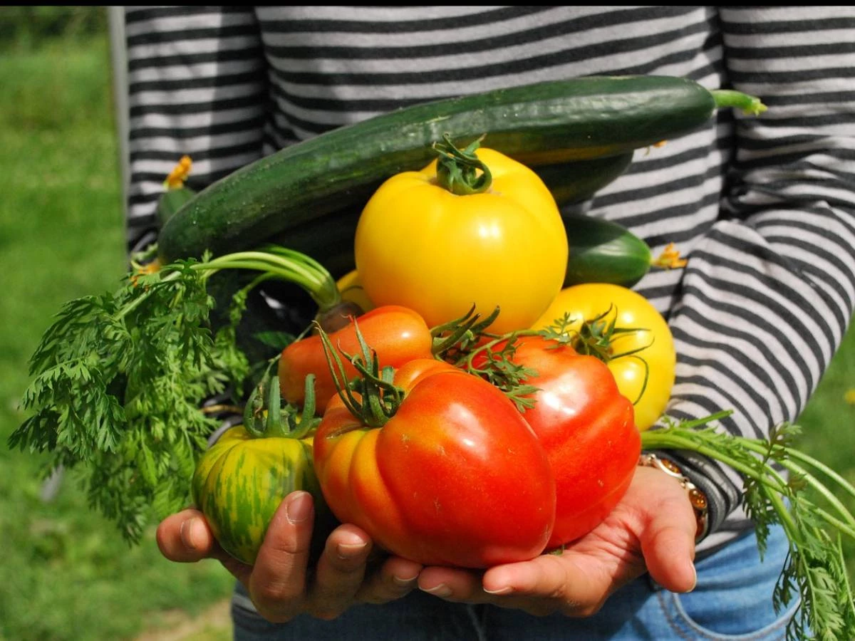 Tiempo de iniciar tu huerto o jardin