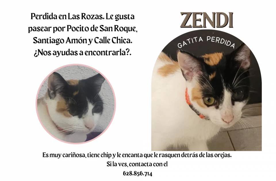 Se nos ha perdido Zendi