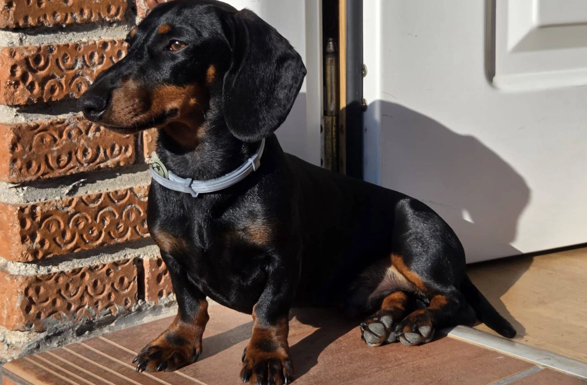 PERRO TEKEL SALCHICHA CACHORRO BENITO