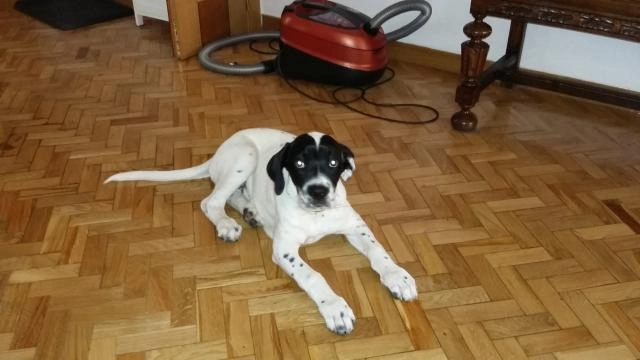 Se regala perro en las rozas d